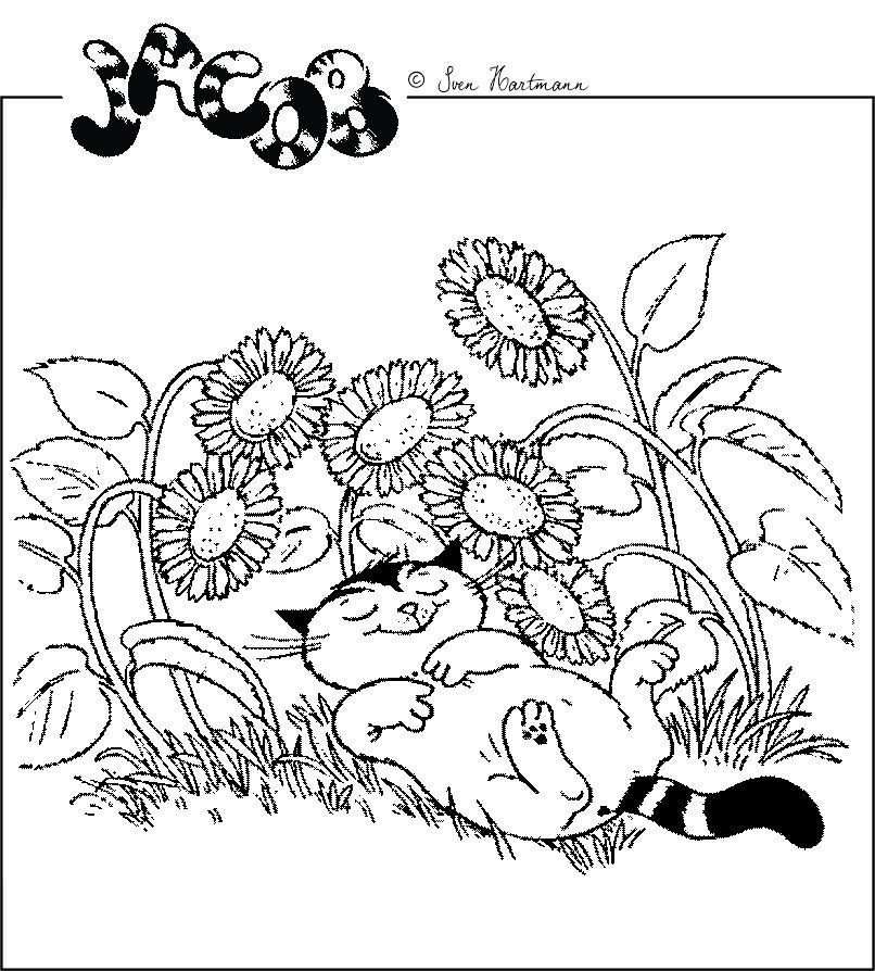 Sonnenblumen